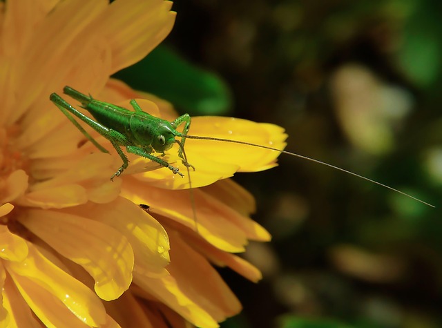 Grasshopper Sunflower Insect Free Photo On Pixabay Pixabay