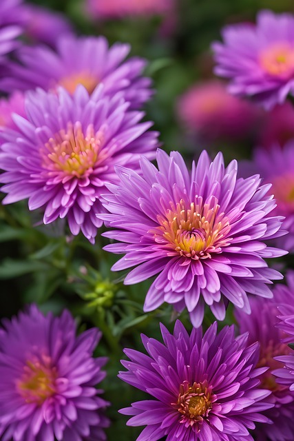 Download free HD stock image of Ai Generated Asters Free ai generated asters purple illustration