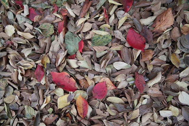 Free Leaves Autumn photo and picture