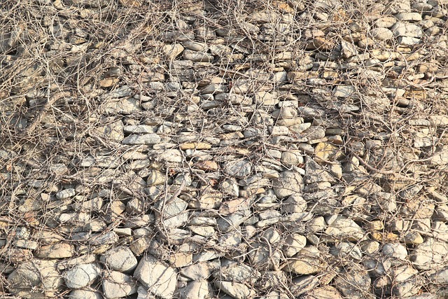 Free Stonewall Ivy photo and picture