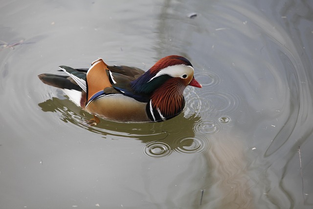 Free Mandarin Duck Birds photo and picture