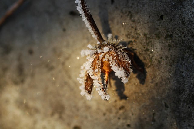 Frost, Vinter, Natur, Sne, Frosset, Kold