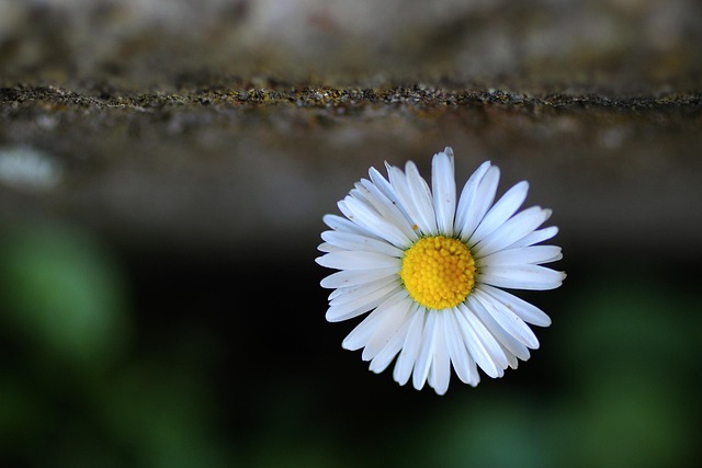 Tusindfryd, Natur, Blomst, Blomstre