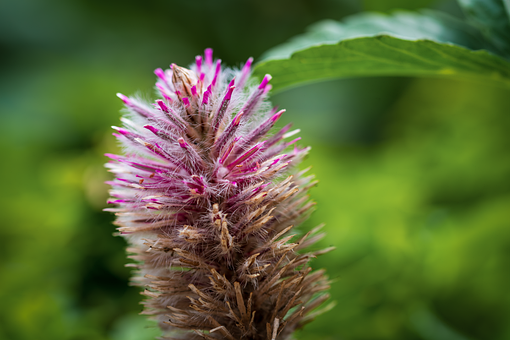 Blomst, Nærbillede, Ptilotus Exaltatus