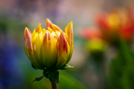 Blomst, Nærbillede, Dahlia, Blomsterknop
