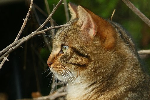 Free Cat Tiger photo and picture