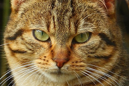 Free Cat Feline photo and picture