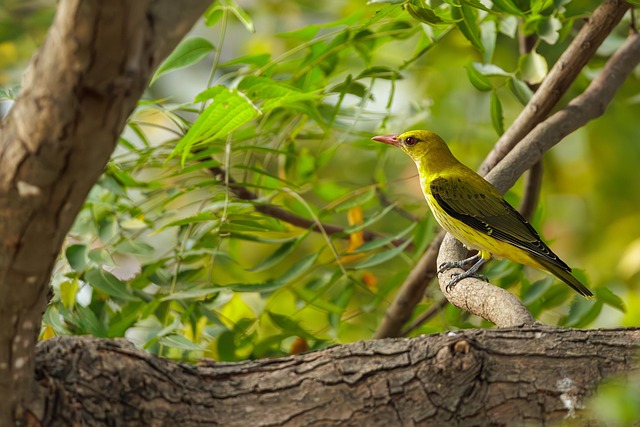 Oriole, Oriole Dourado, Pássaro