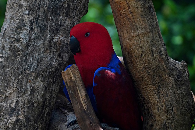 Free Lorikeet Bird photo and picture