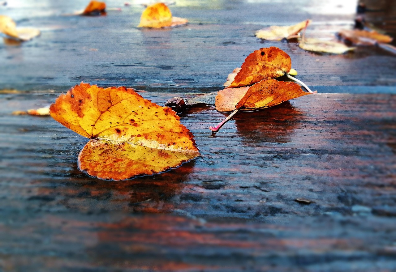 ฤดูใบไม้ร่วง ธรรมชาติ ต้นไม้ - ภาพฟรีบน Pixabay