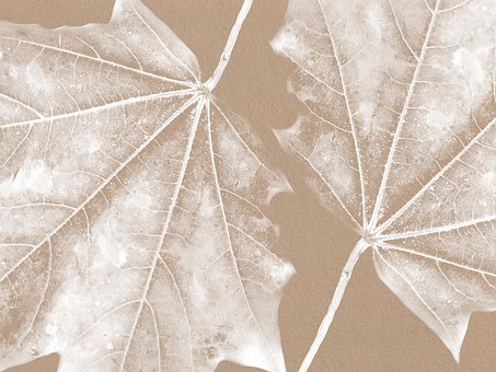 Blade, Løv, Baggrund, Scrapbooking