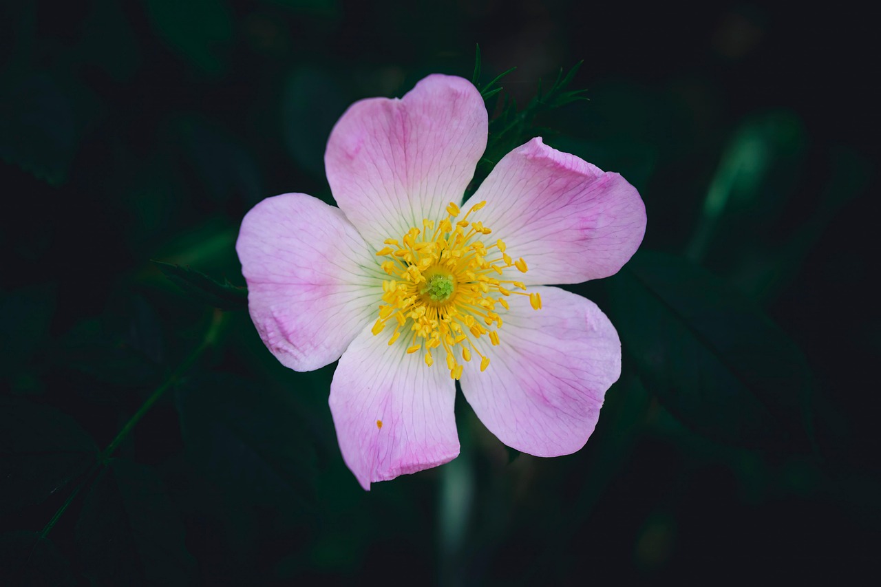 Dog Rose Pink Flower Free photo on Pixabay Pixabay