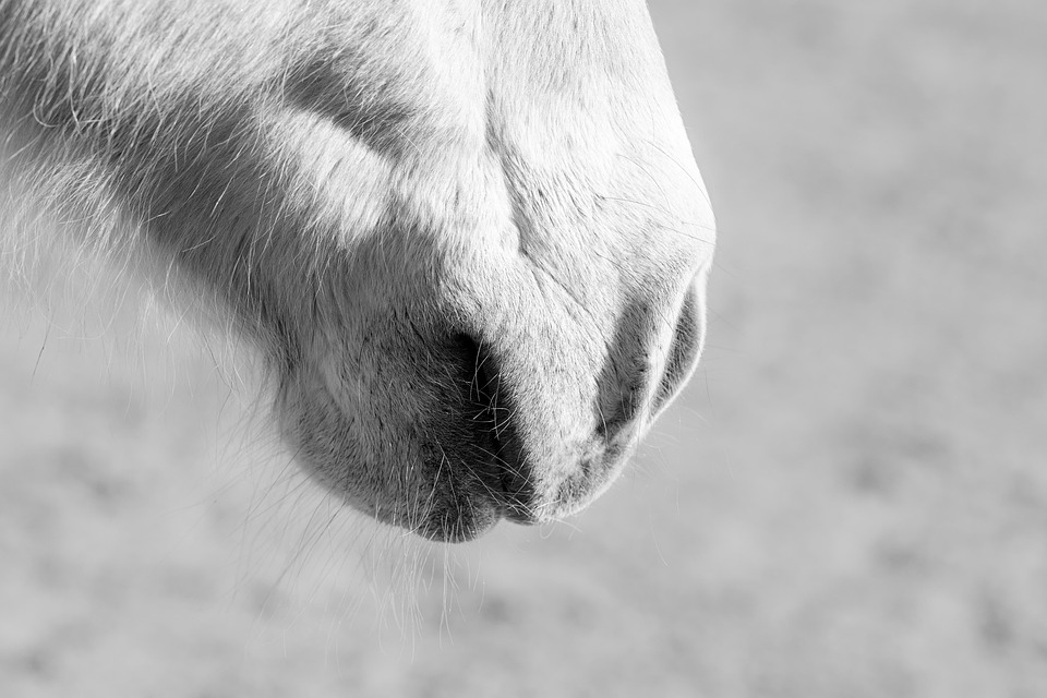 Bouche/nez De Cheval Picture. Image: 71430