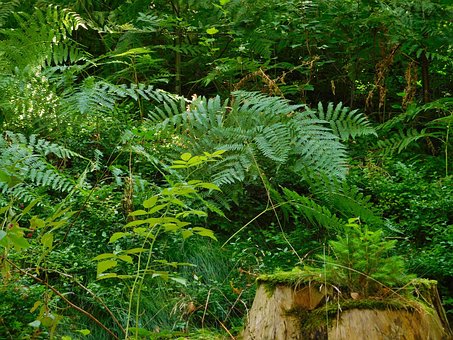 Free Ferns Forest photo and picture