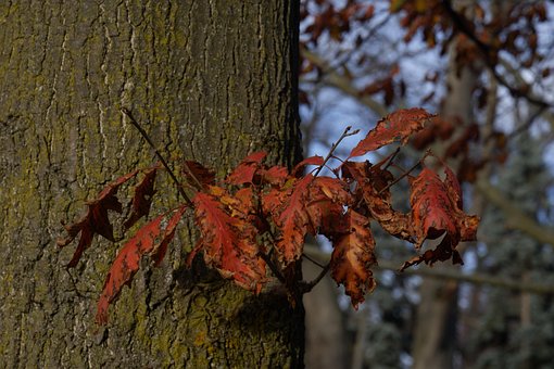 Natur, Bäume, Blätter, Herbst, Laub