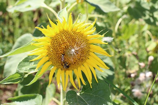 Natur, Blume, Sonnenblume, Blüte