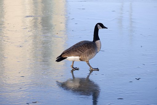 Vögel, Wild, Ente, Seepocken, Winter