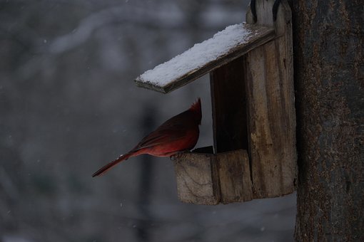 Vogel, Kardinal, Scharlachrot, Winter