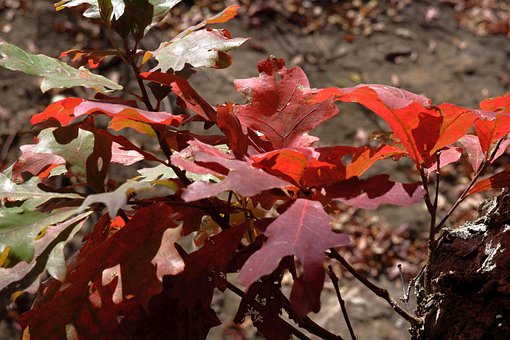 Natur, Herbst, Blätter, Geht Weg