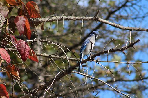 Natur, Vogel, Blue Jay, Blau