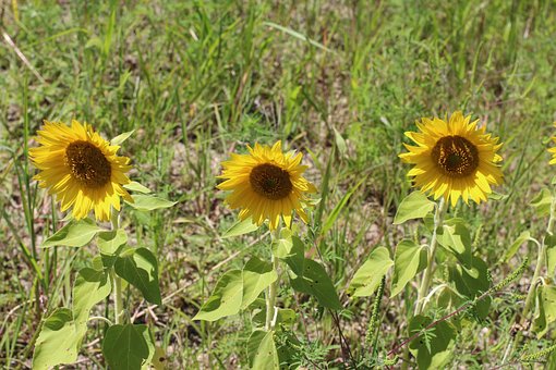 Natur, Blumen, Sonnenblumen, Feld