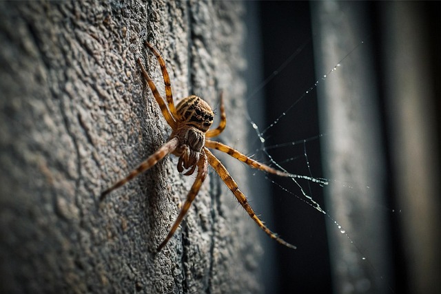 Free ai generated spider insect illustration