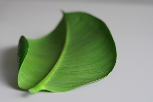 Verde, Frunze, Natura, Frunziş