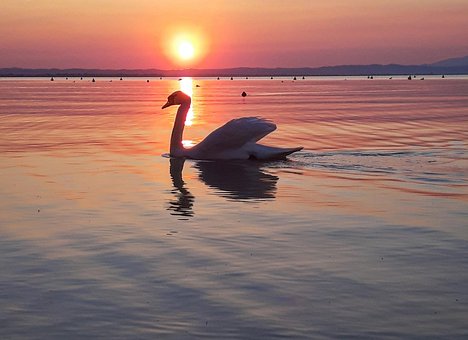 Free Swan The Needle photo and picture
