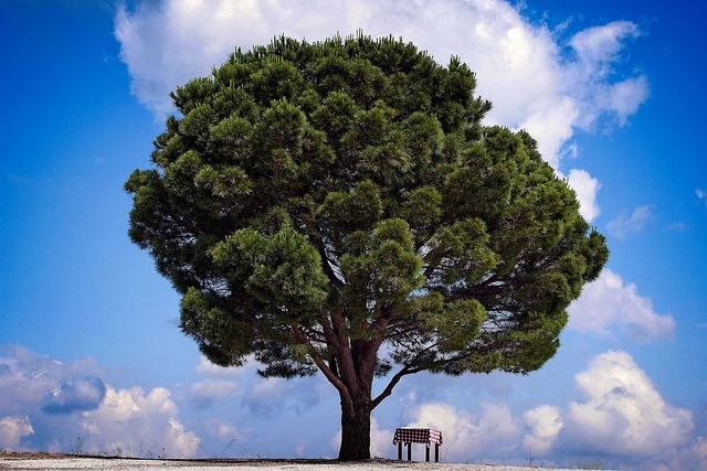 Free Tree Table photo and picture