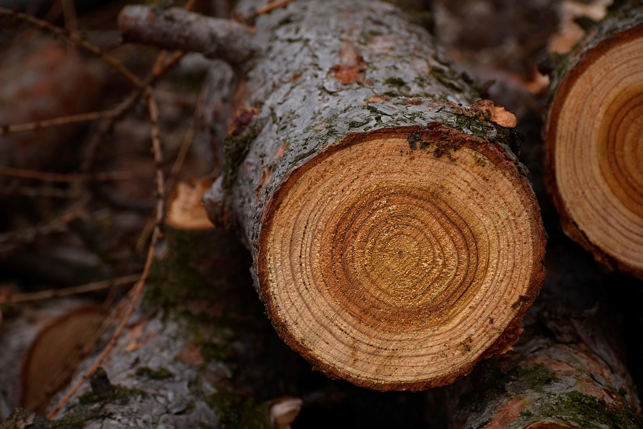 Trunks Trees Wood Free photo on Pixabay Pixabay