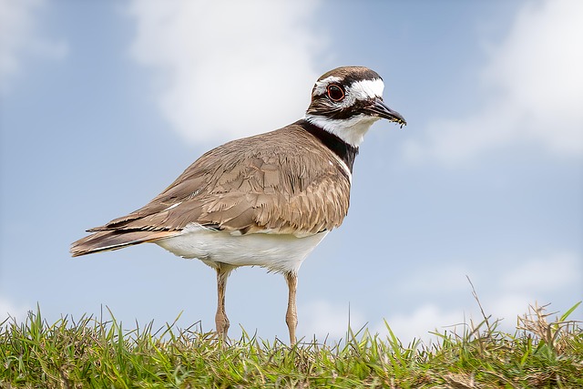 Killdeer, Canon R6 Plus Rf 800