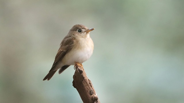 Free Brown Breasted Flycatcher Flycatcher photo and picture