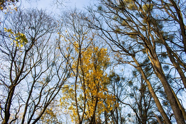 Arvores, Natureza, Floresta, Panorama