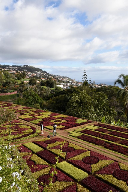 Free Funchal Funchal Madeira photo and picture