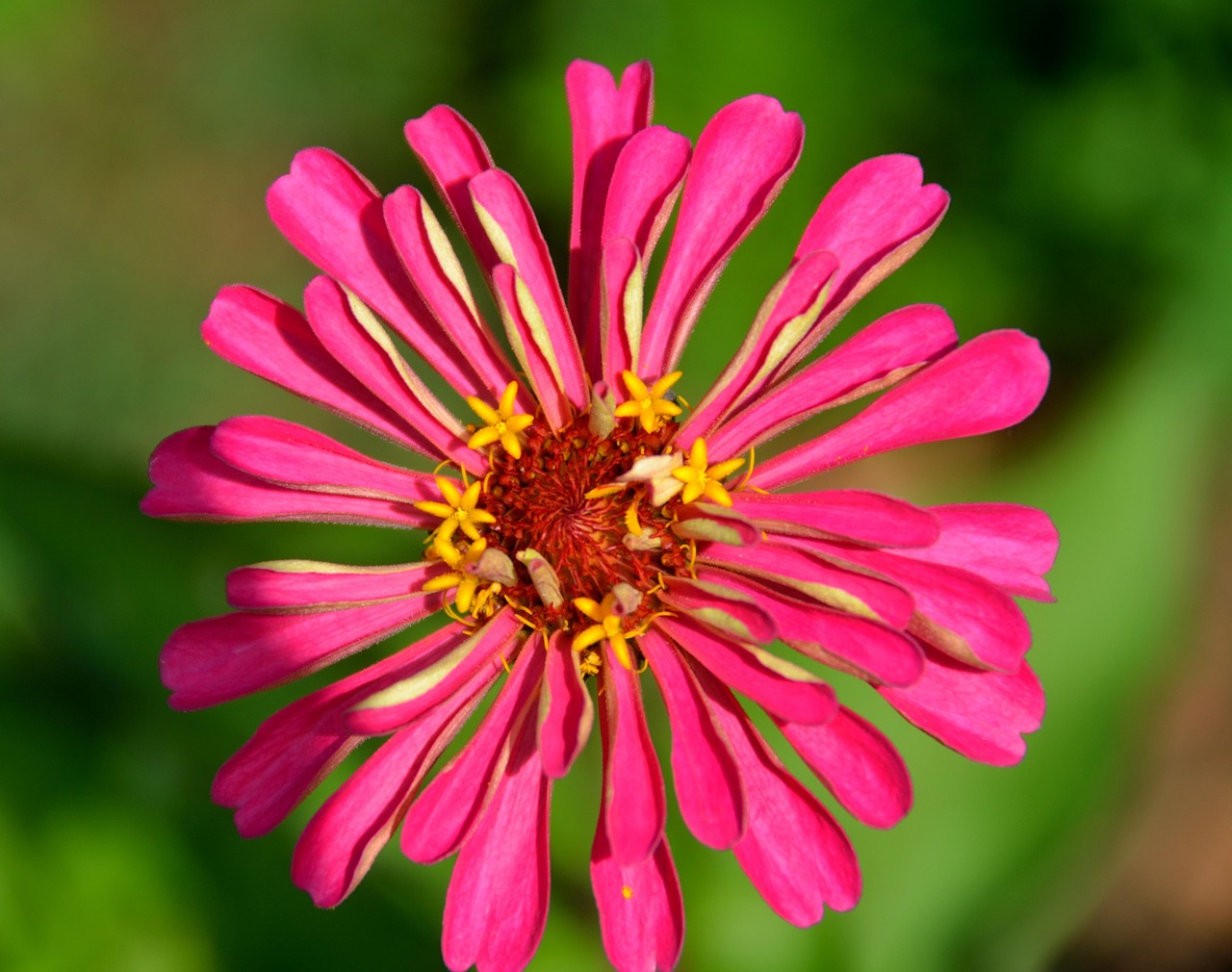 Sitemapcdatahttpsfinkedriinfophoto De Profil Nature Fleurnull