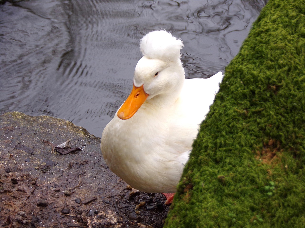Canard Duck - Free photo on Pixabay