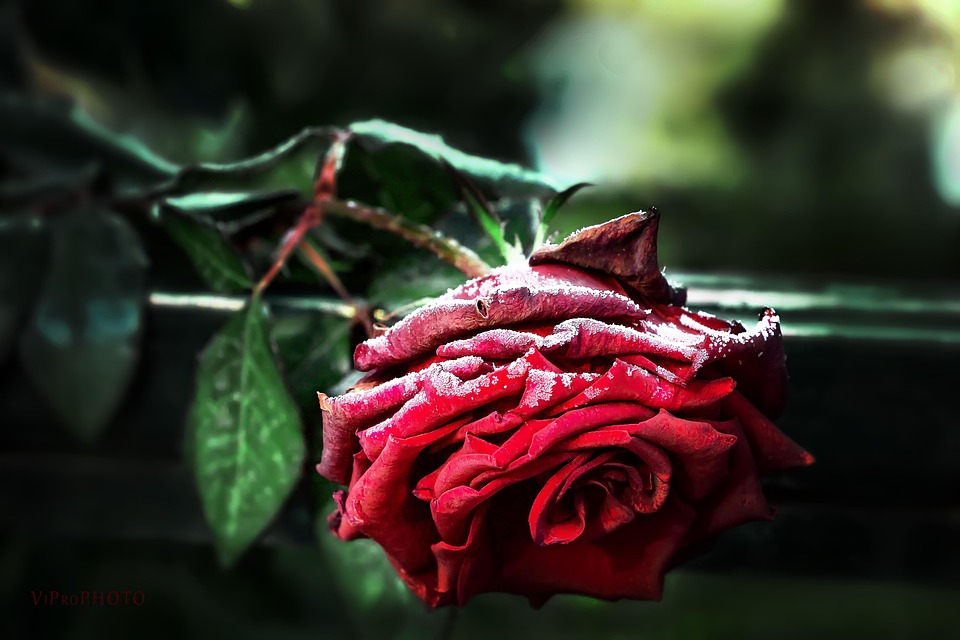 Rose Amour Botanique - Photo gratuite sur Pixabay - Pixabay