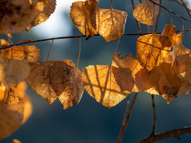 Natur, Efterår, Blade, Solnedgang, Lys