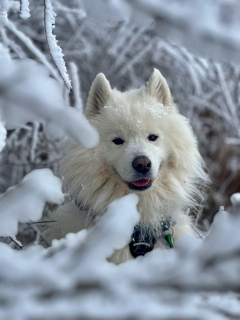 Free Samoyed Dog photo and picture
