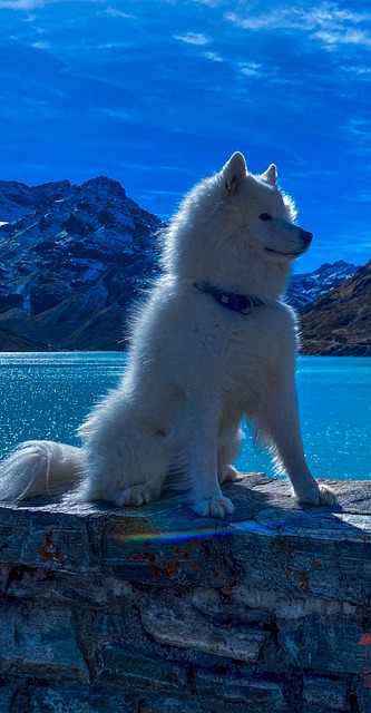 Free Samoyed Dog photo and picture