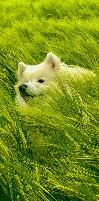 Free Samoyed Dog photo and picture