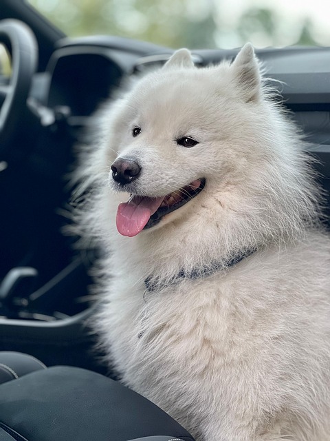 Free Samoyed Dog photo and picture