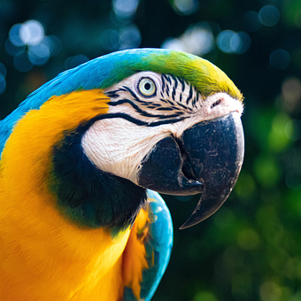 Free Parrot Bird illustration and picture