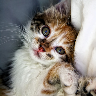 Free Animal Mascot photo and picture