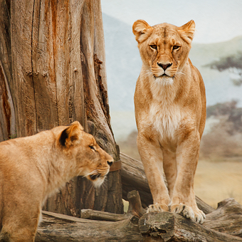 Free Animals Lions photo and picture