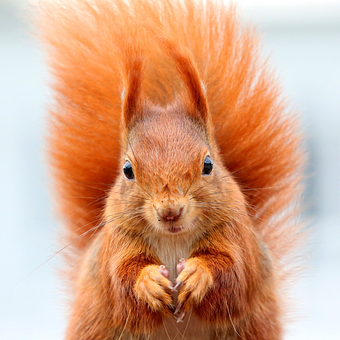 Free Chipmunk Squirrel photo and picture