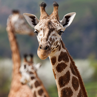 Free Giraffe Animal photo and picture