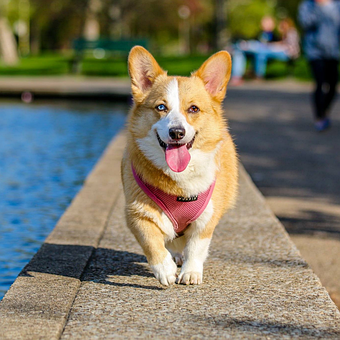 Free Corgi Animal photo and picture