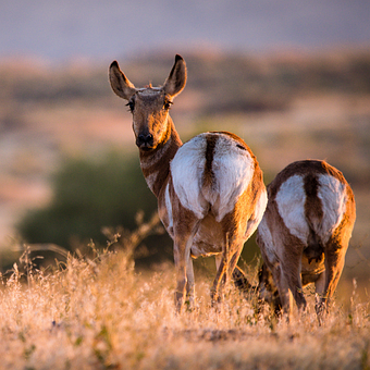 Free Deer Animals photo and picture