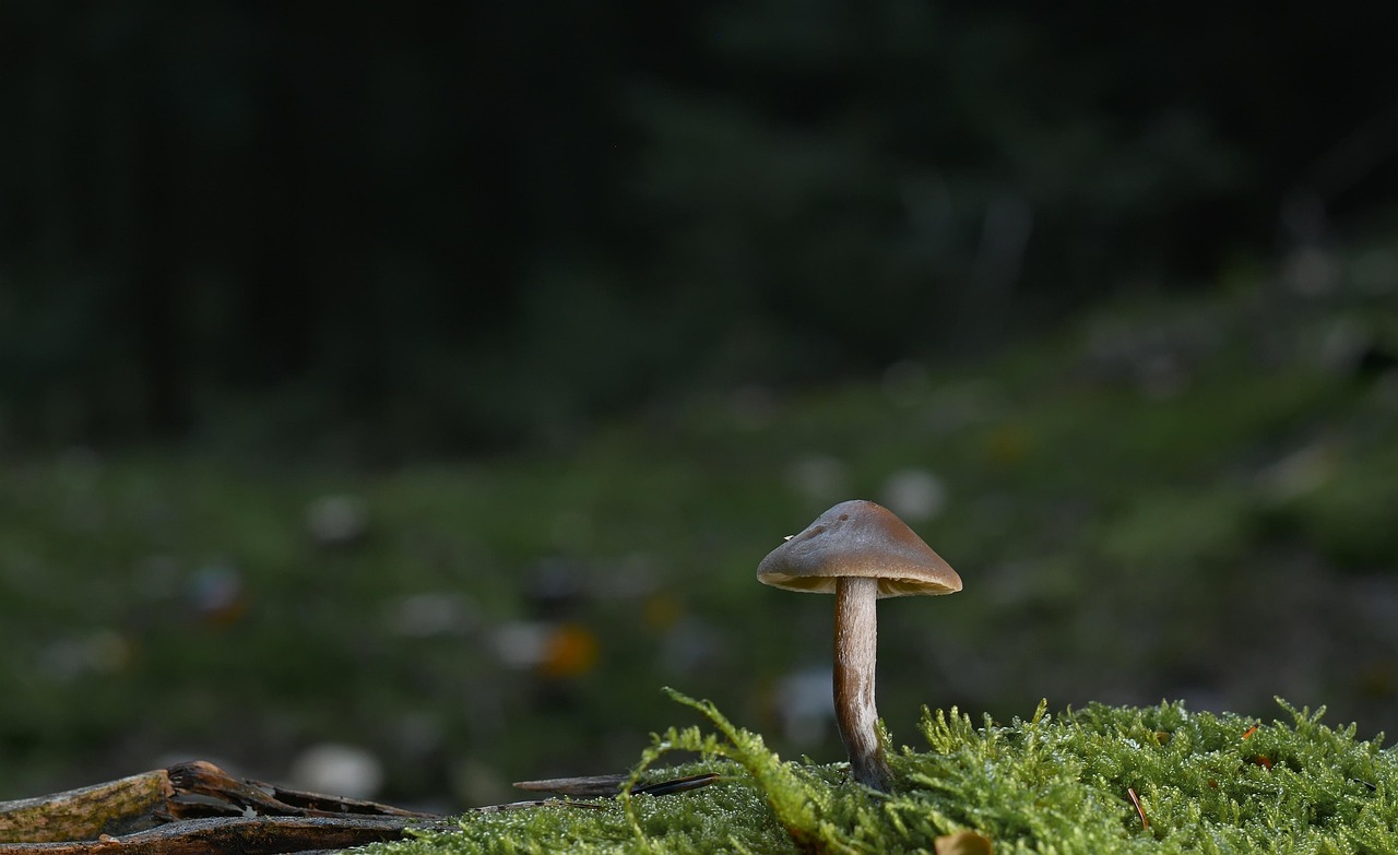 Mushroom - free online jigsaw puzzle photo